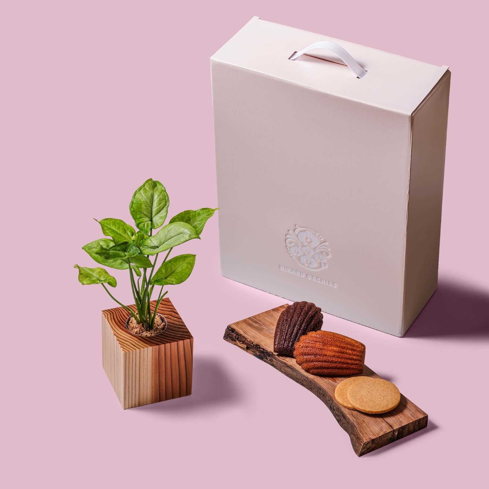 シンゴ二ウム / 土不使用の観葉植物 / Gallery SIGMA. 焼き菓子セット / GREEN CUBE SWEETS（グリーンキューブスイーツ） [002023]