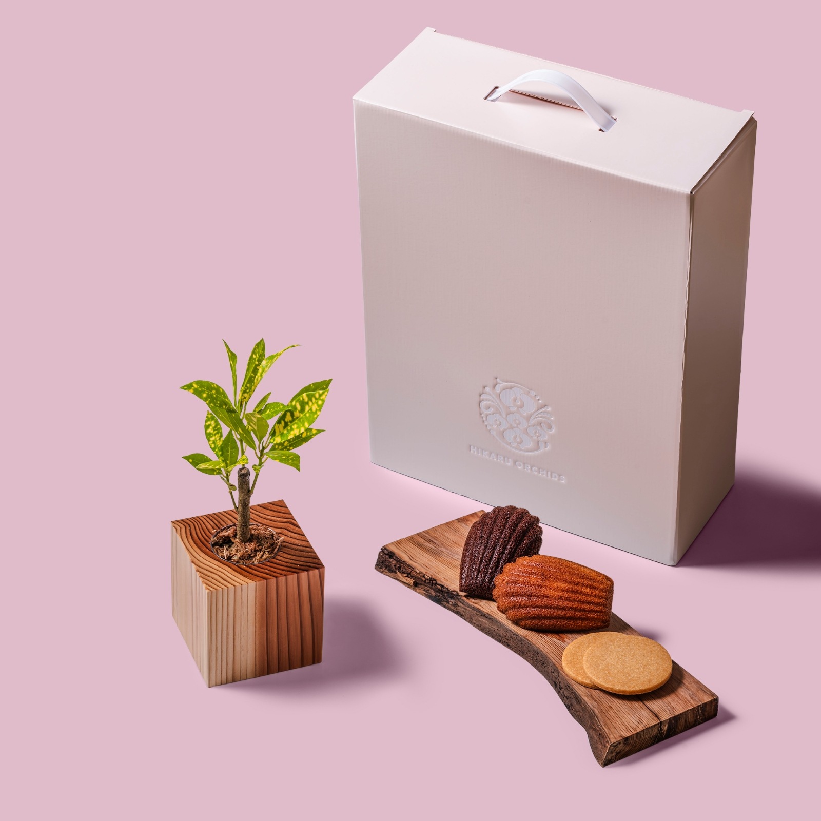 クロトン・アキュビフォリア / 土不使用の観葉植物 / Gallery SIGMA. 焼き菓子セット / GREEN CUBE SWEETS（グリーンキューブスイーツ） [002025]