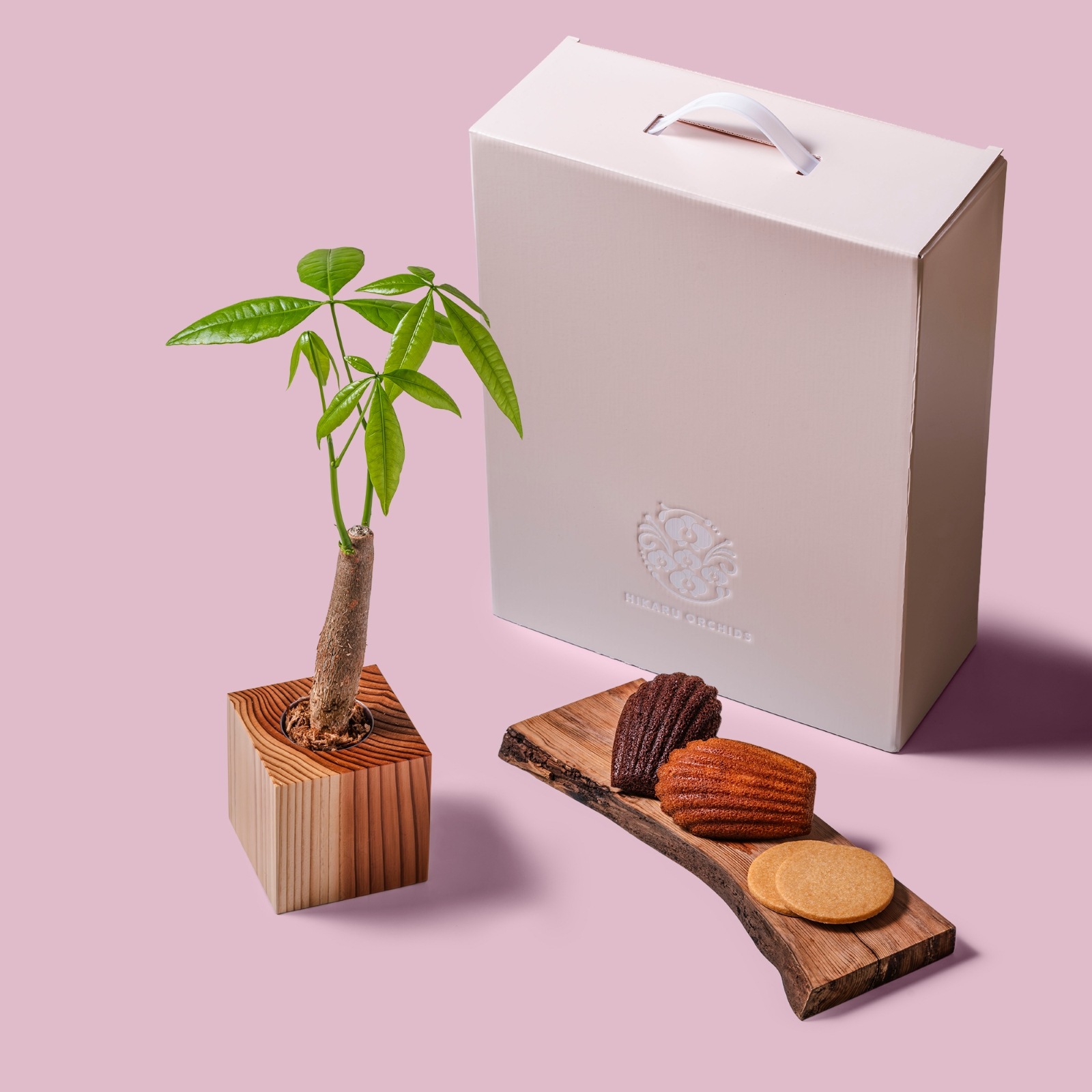 パキラ / 土不使用の観葉植物 / Gallery SIGMA. 焼き菓子セット / GREEN CUBE SWEETS（グリーンキューブスイーツ） [002026]