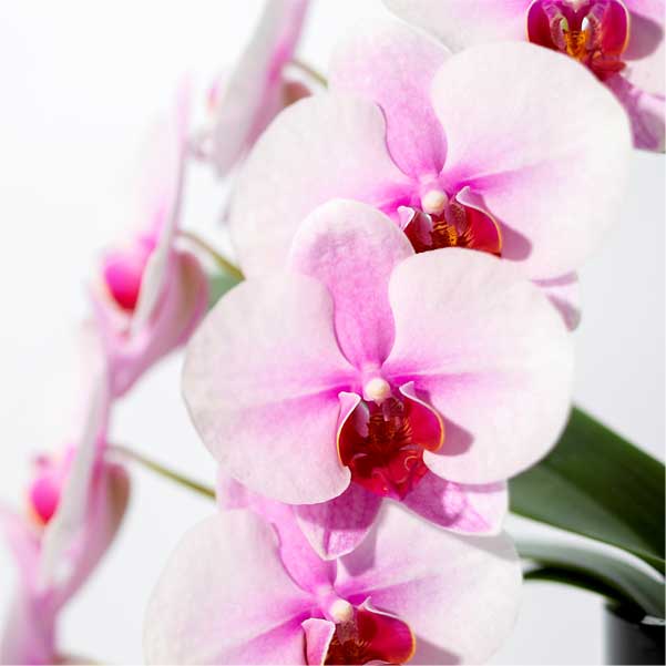 入替え花 ピンク胡蝶蘭（サクラヒメ）ミディショートタイプ / COCO・SOSOリングシリーズ用 [603]