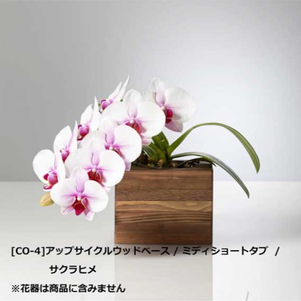 入替え花 ピンク胡蝶蘭（サクラヒメ）ミディショートタイプ / COCO・SOSOリングシリーズ用 [603]