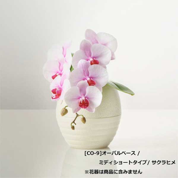 入替え花 ピンク胡蝶蘭（サクラヒメ）ミディショートタイプ / COCO・SOSOリングシリーズ用 [603]