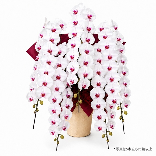 胡蝶蘭 5本立ち赤リップ75輪以上/和紙風紙鉢 [000335]