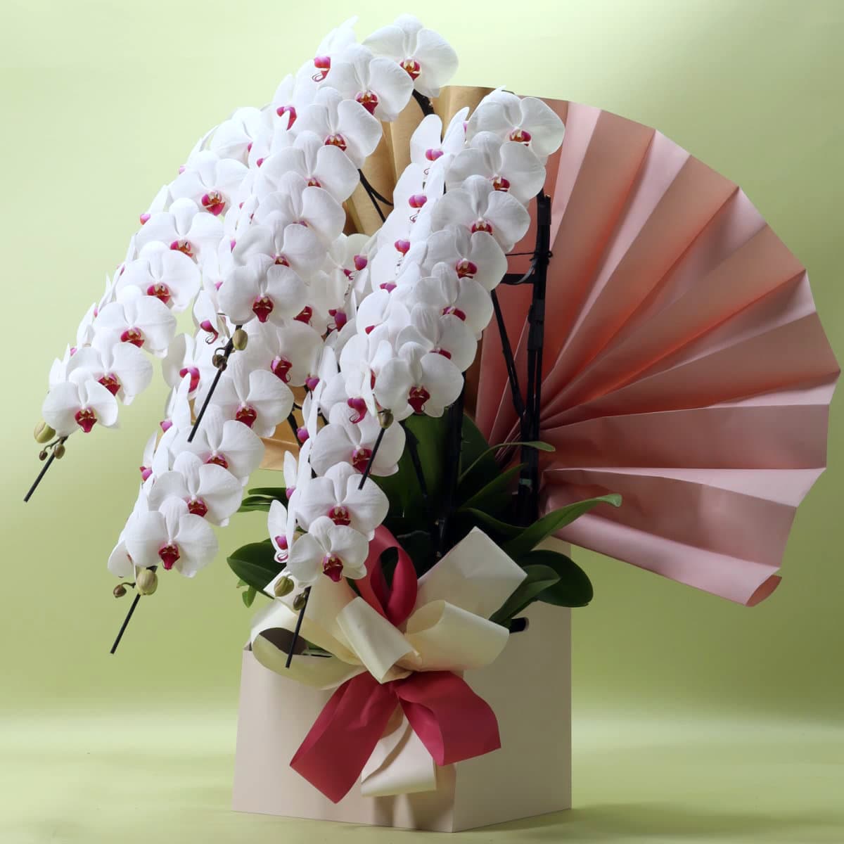 胡蝶蘭 5本立ち赤リップ70輪以上/紀州漆塗木製ラック [000315]　