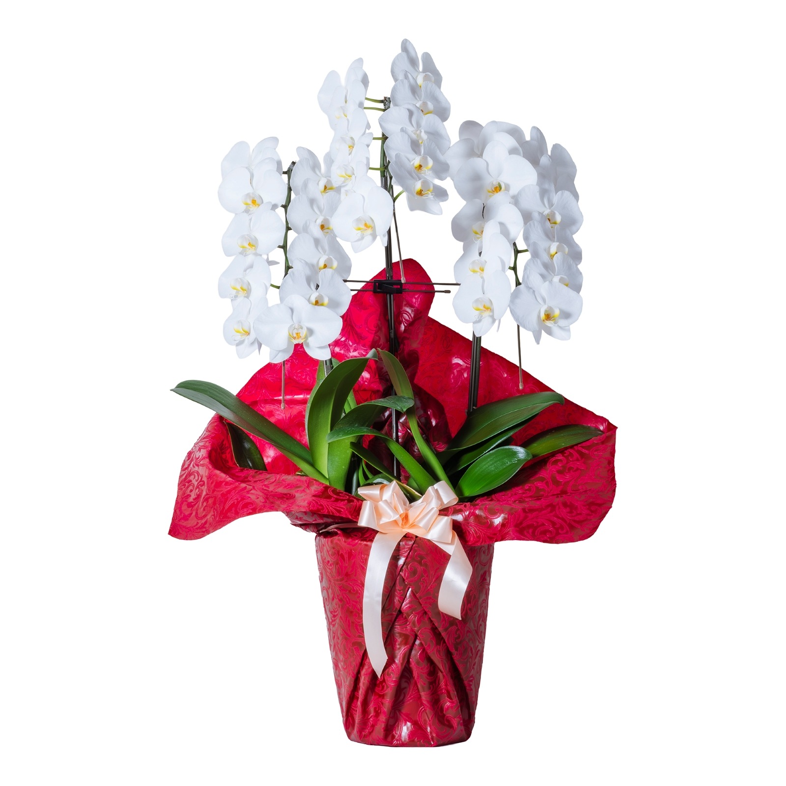 胡蝶蘭 3本立ち白24輪以上  [000801]　