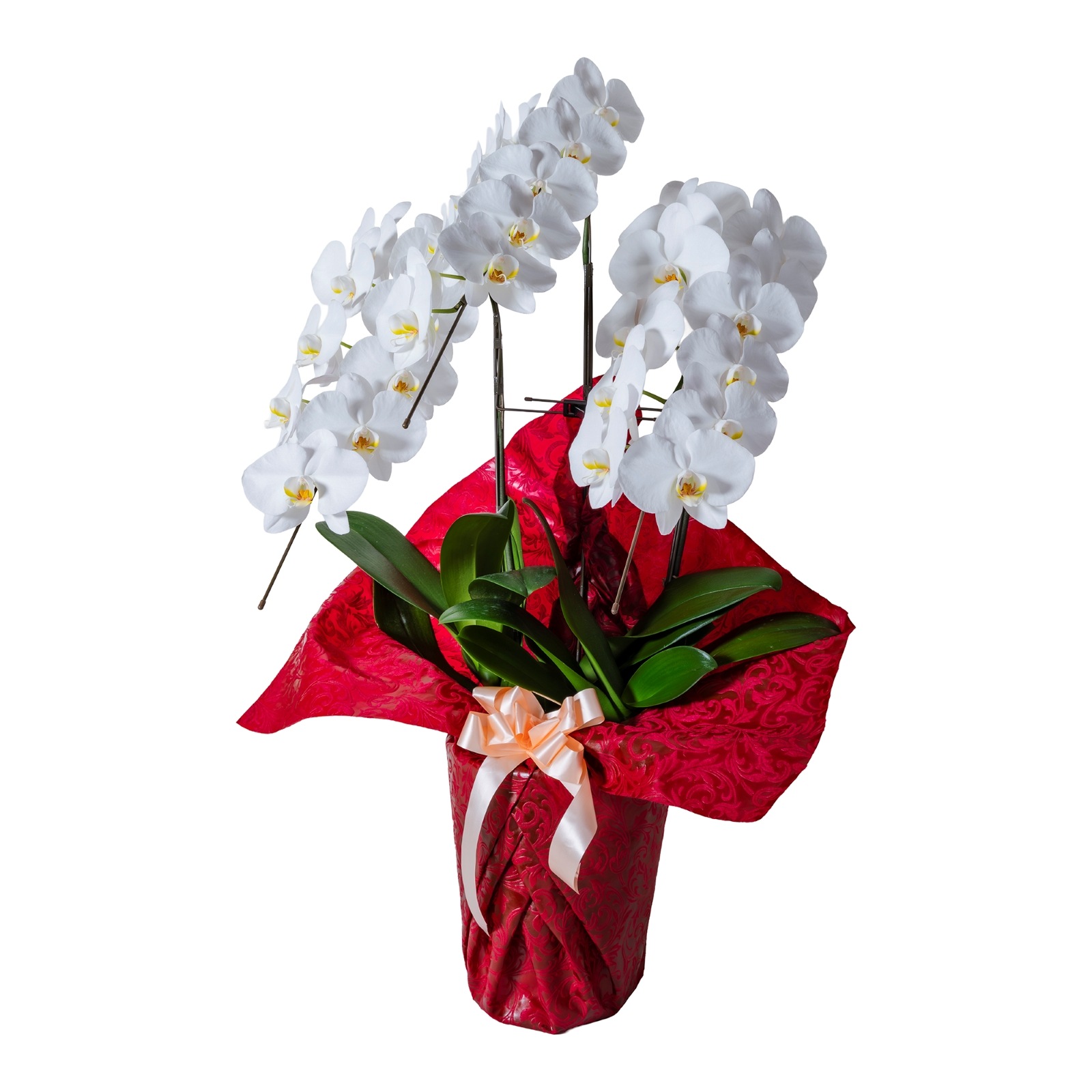 胡蝶蘭 3本立ち白24輪以上  [000801]　