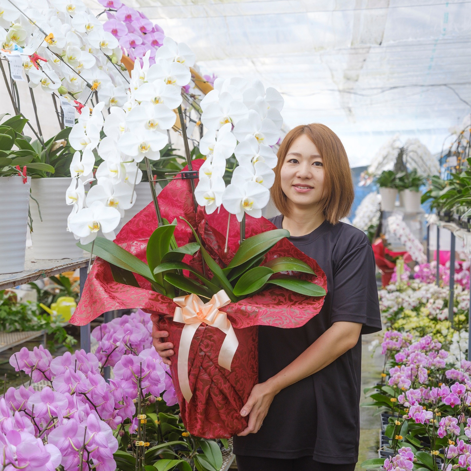 胡蝶蘭 3本立ち白24輪以上  [000801]　