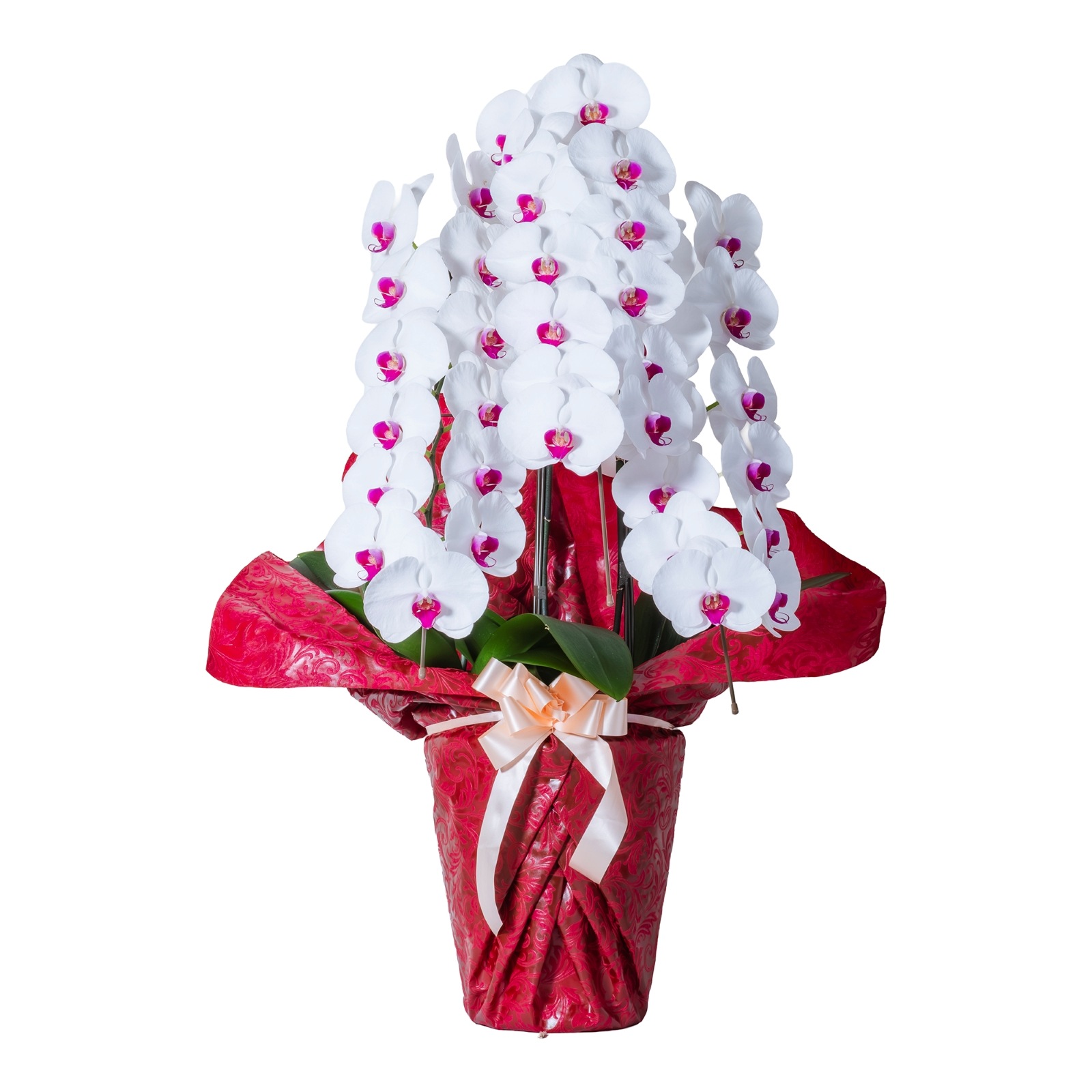 胡蝶蘭 3本立ち赤リップ24輪以上  [000802]　