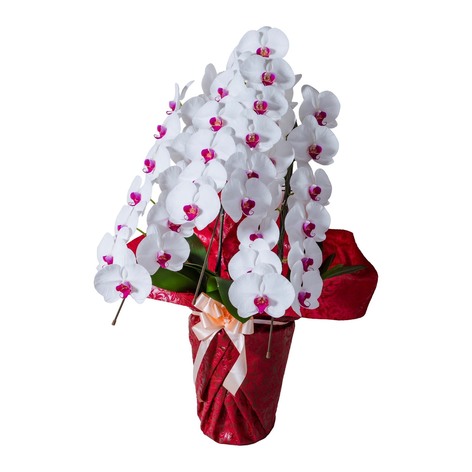 胡蝶蘭 3本立ち赤リップ24輪以上  [000802]　