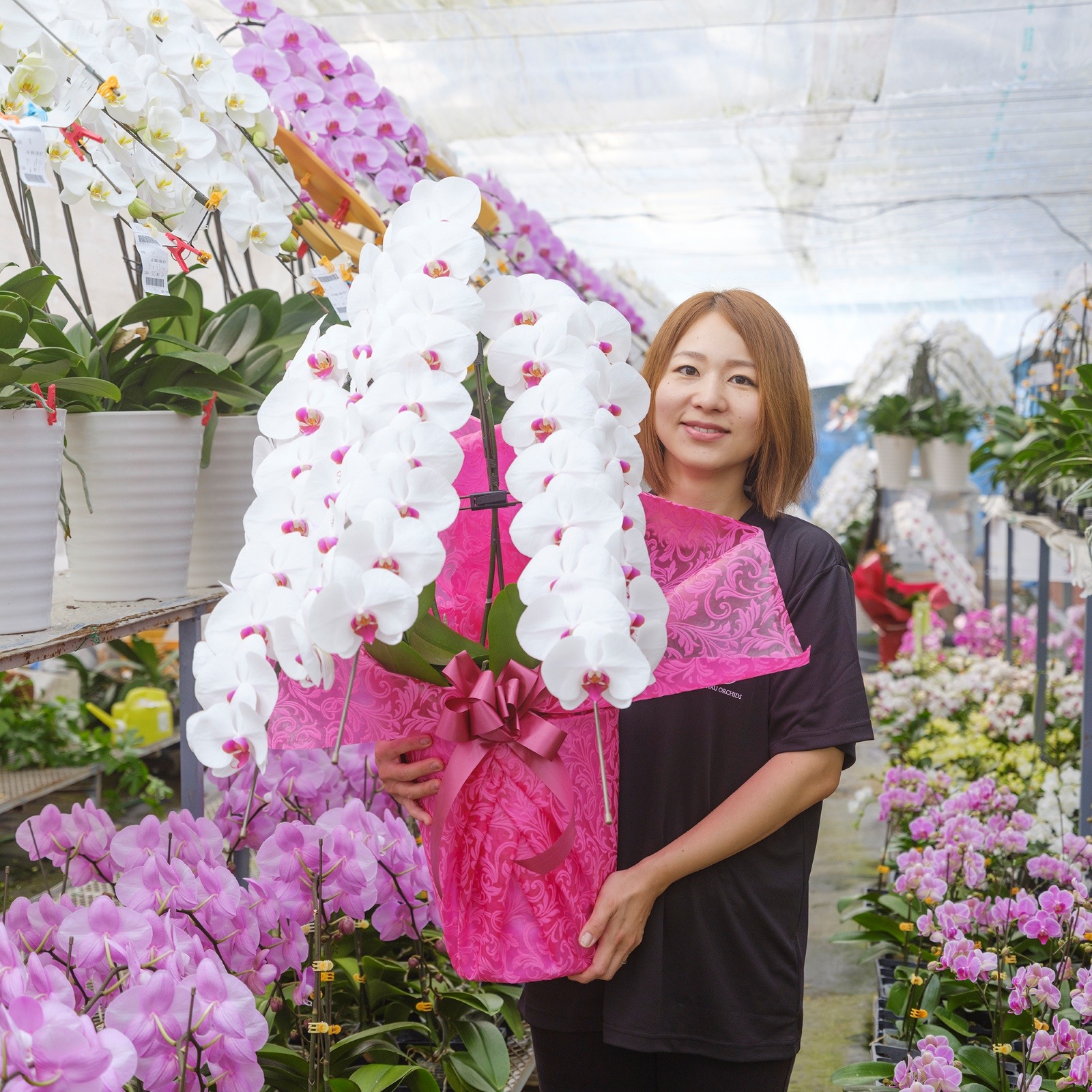 胡蝶蘭 3本立ち赤リップ24輪以上  [000802]　