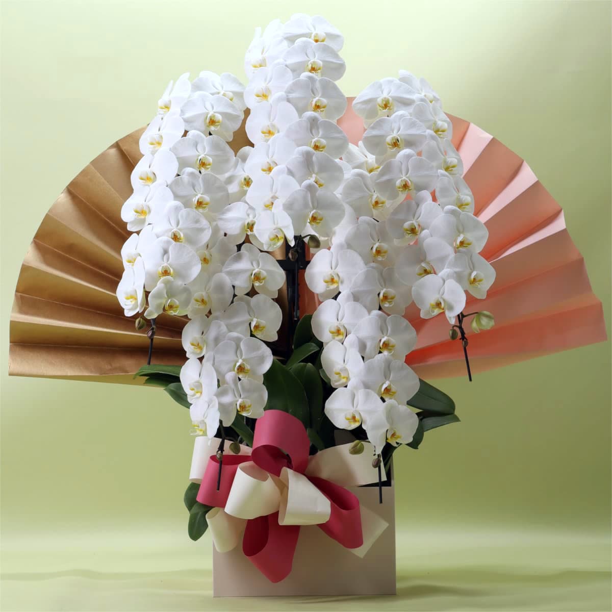 胡蝶蘭 5本立ち白70輪以上 [000313]/紀州漆塗木製ラック  　