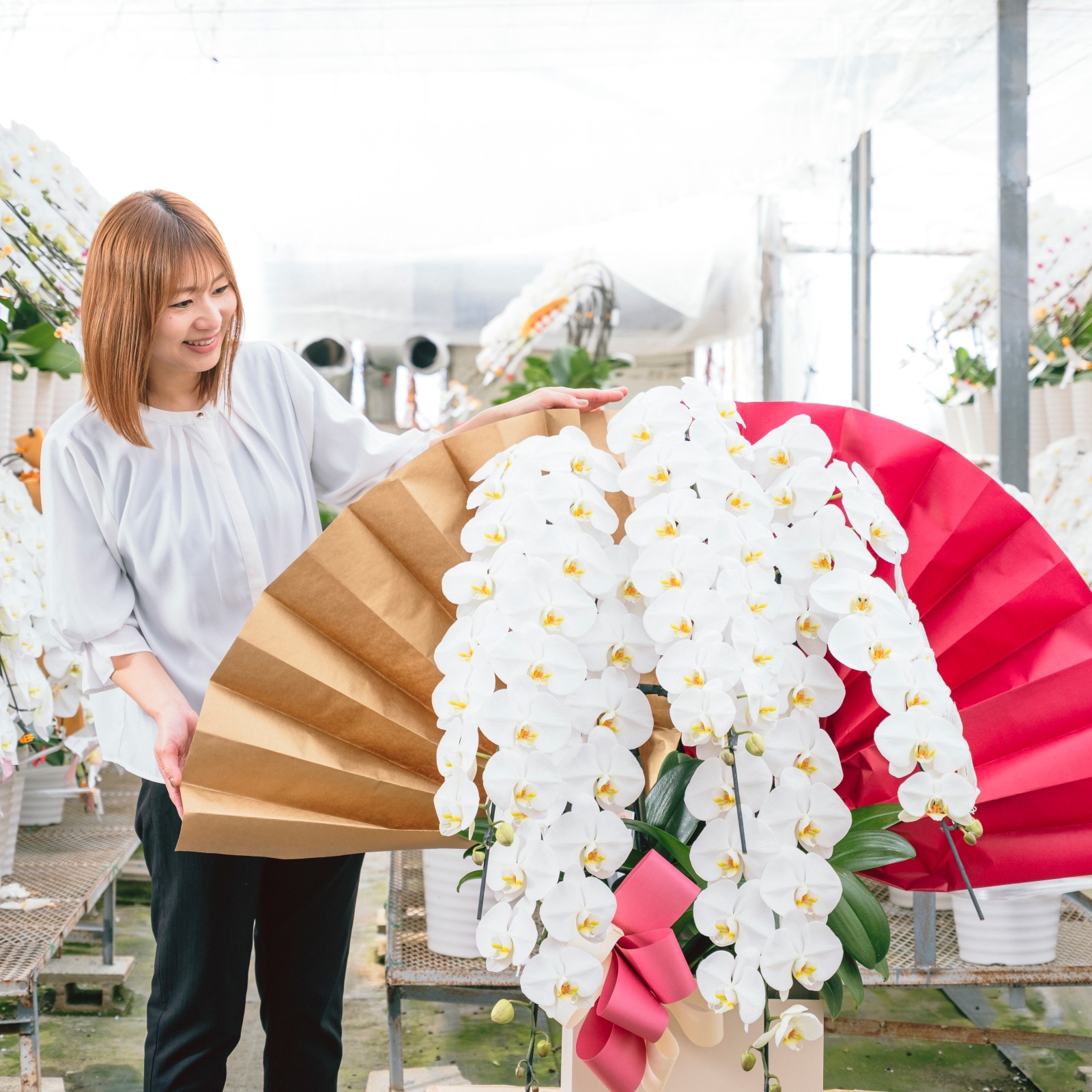 胡蝶蘭 5本立ち白70輪以上 [000313]/紀州漆塗木製ラック  　