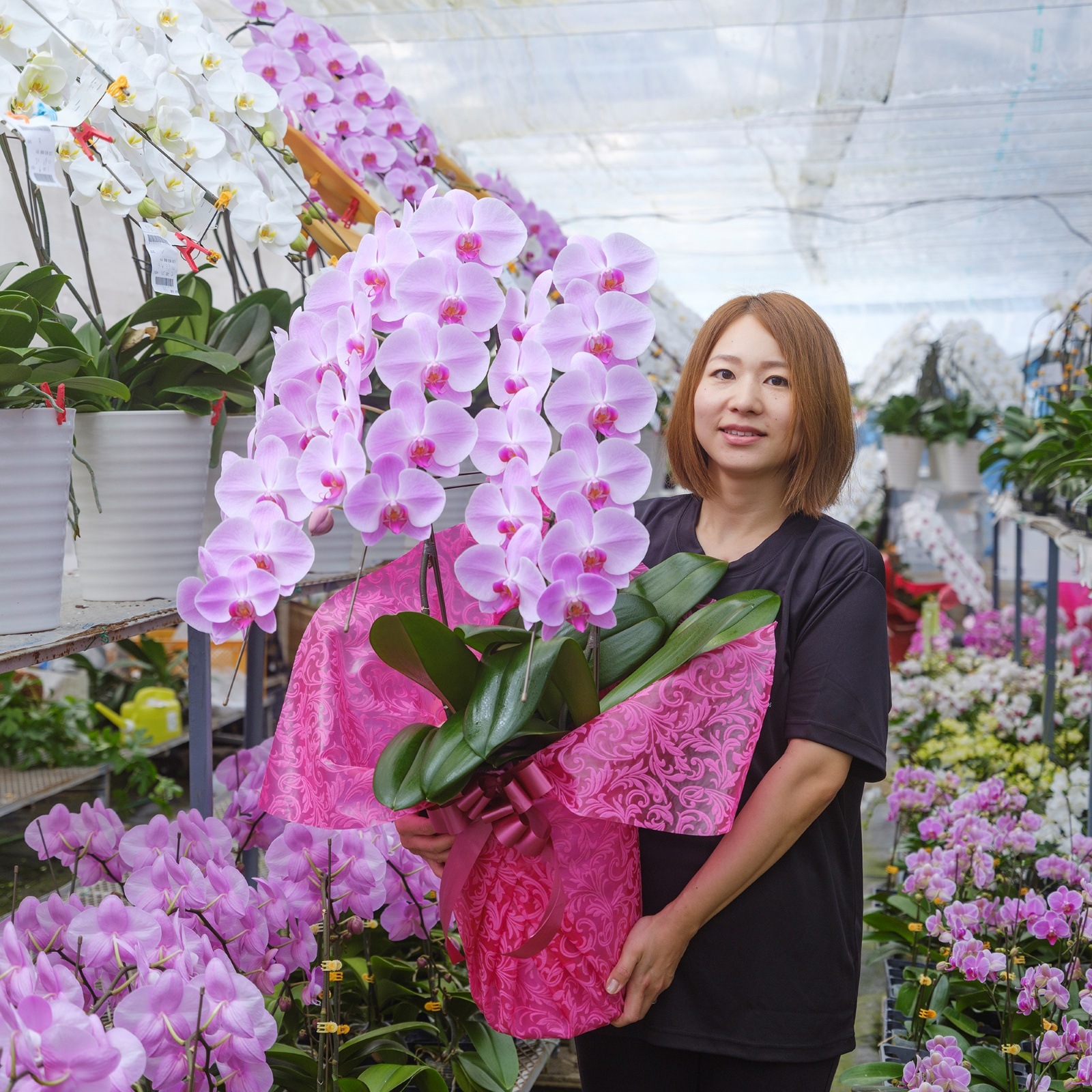 胡蝶蘭 3本立ちピンク24輪以上  [000803]　