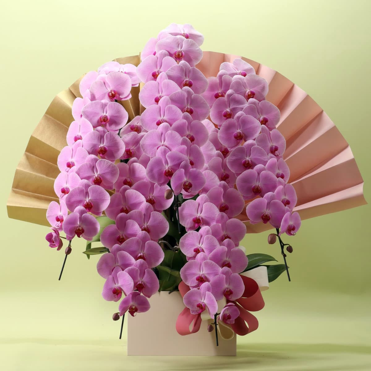 胡蝶蘭 5本立ちピンク70輪以上/紀州漆塗木製ラック [000314]