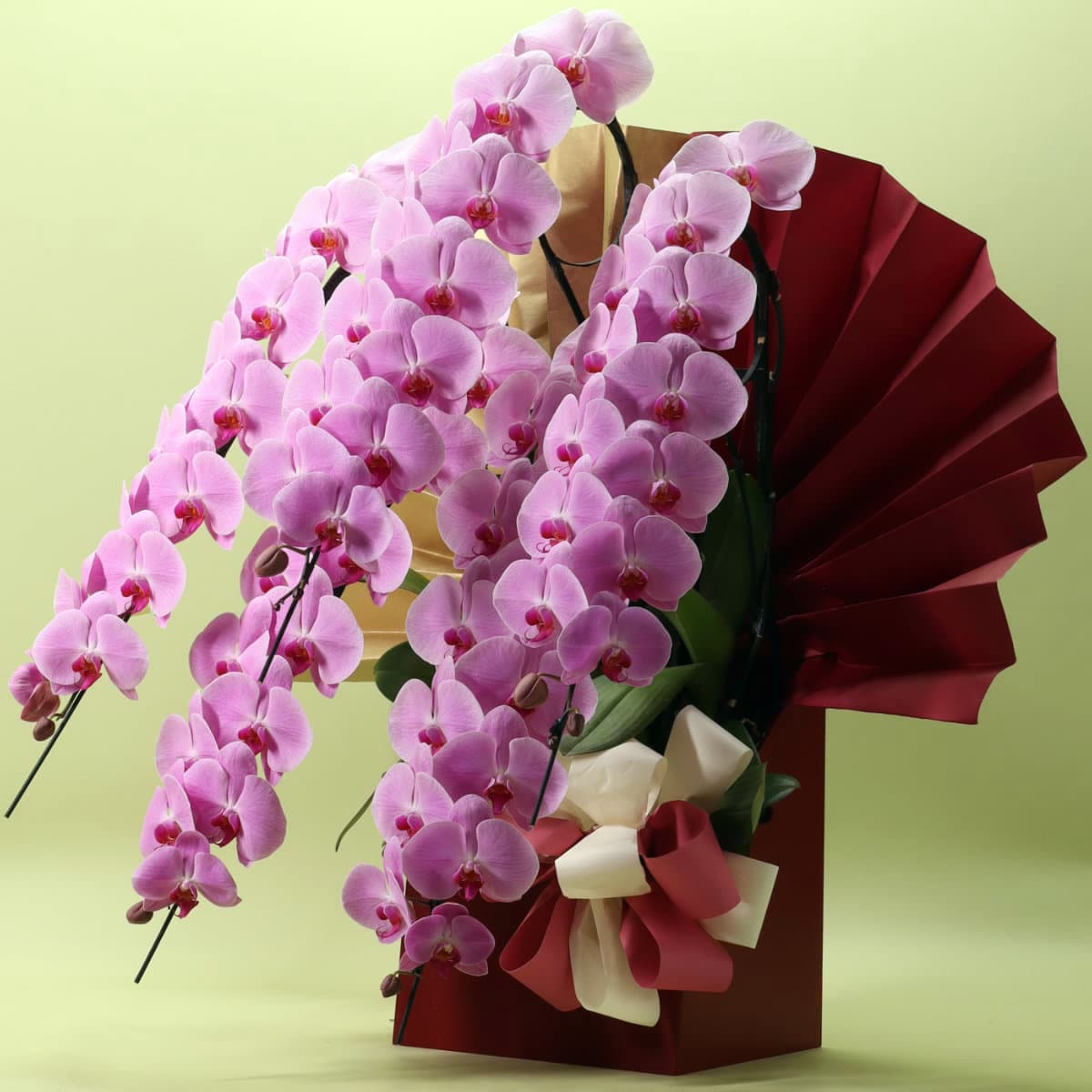 胡蝶蘭 5本立ちピンク70輪以上/紀州漆塗木製ラック [000314]