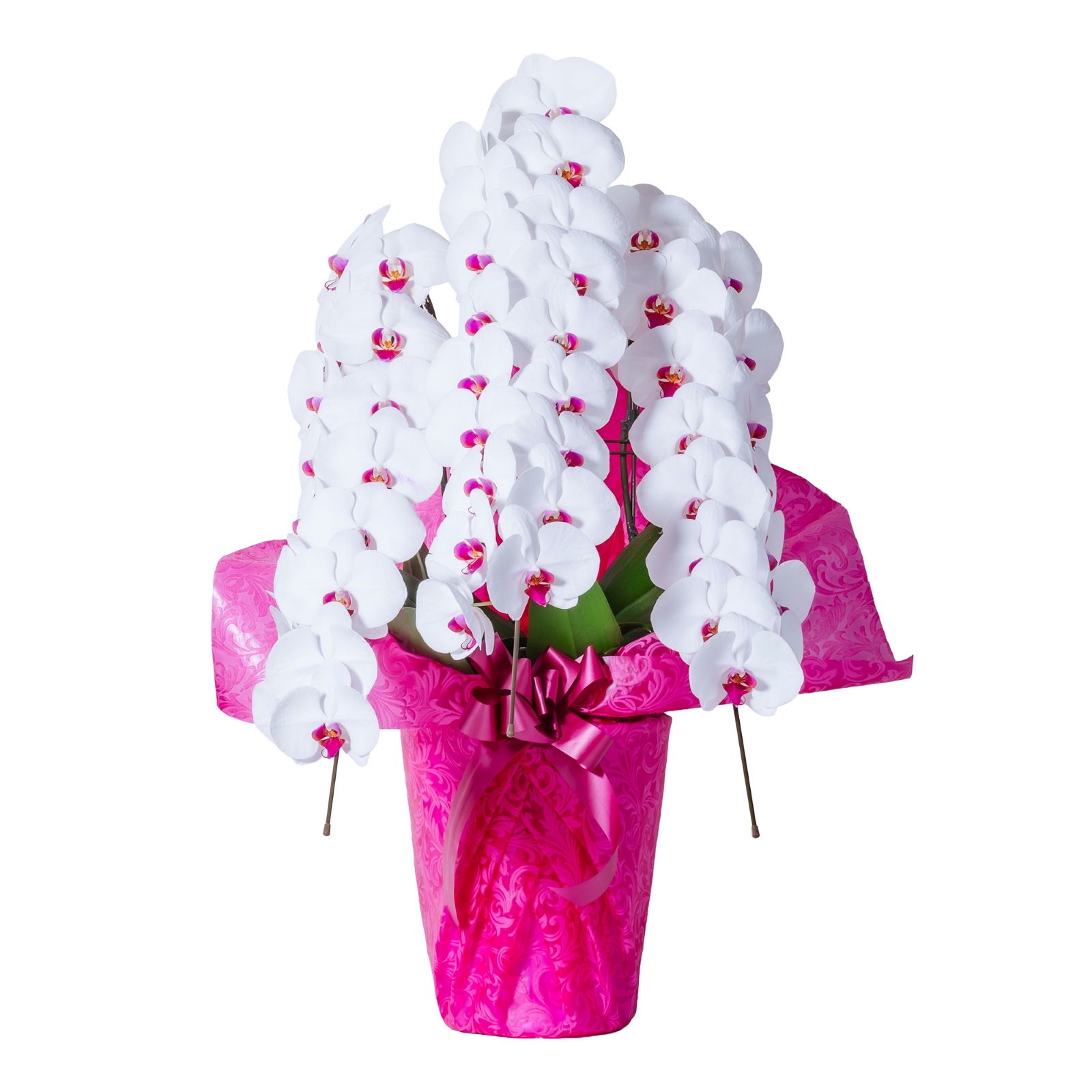 胡蝶蘭 3本立ち赤リップ30輪以上  [000805]　