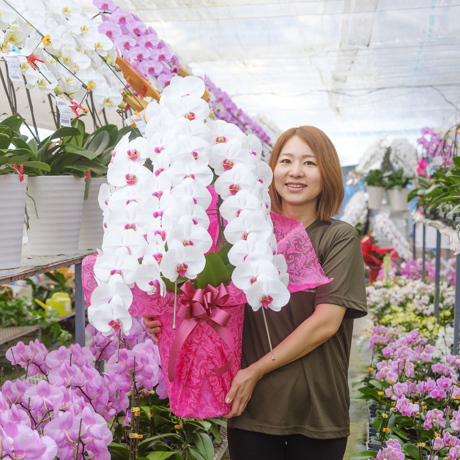 胡蝶蘭 3本立ち赤リップ30輪以上  [000805]　