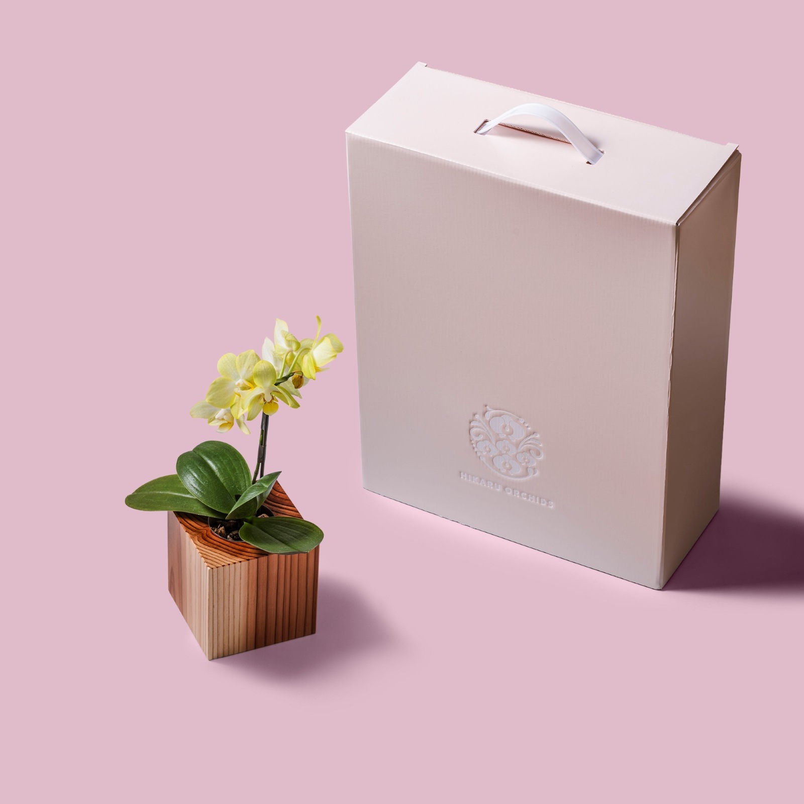 黄 小輪 胡蝶蘭 / ORCHID CUBE（オーキッドキューブ）[003702]