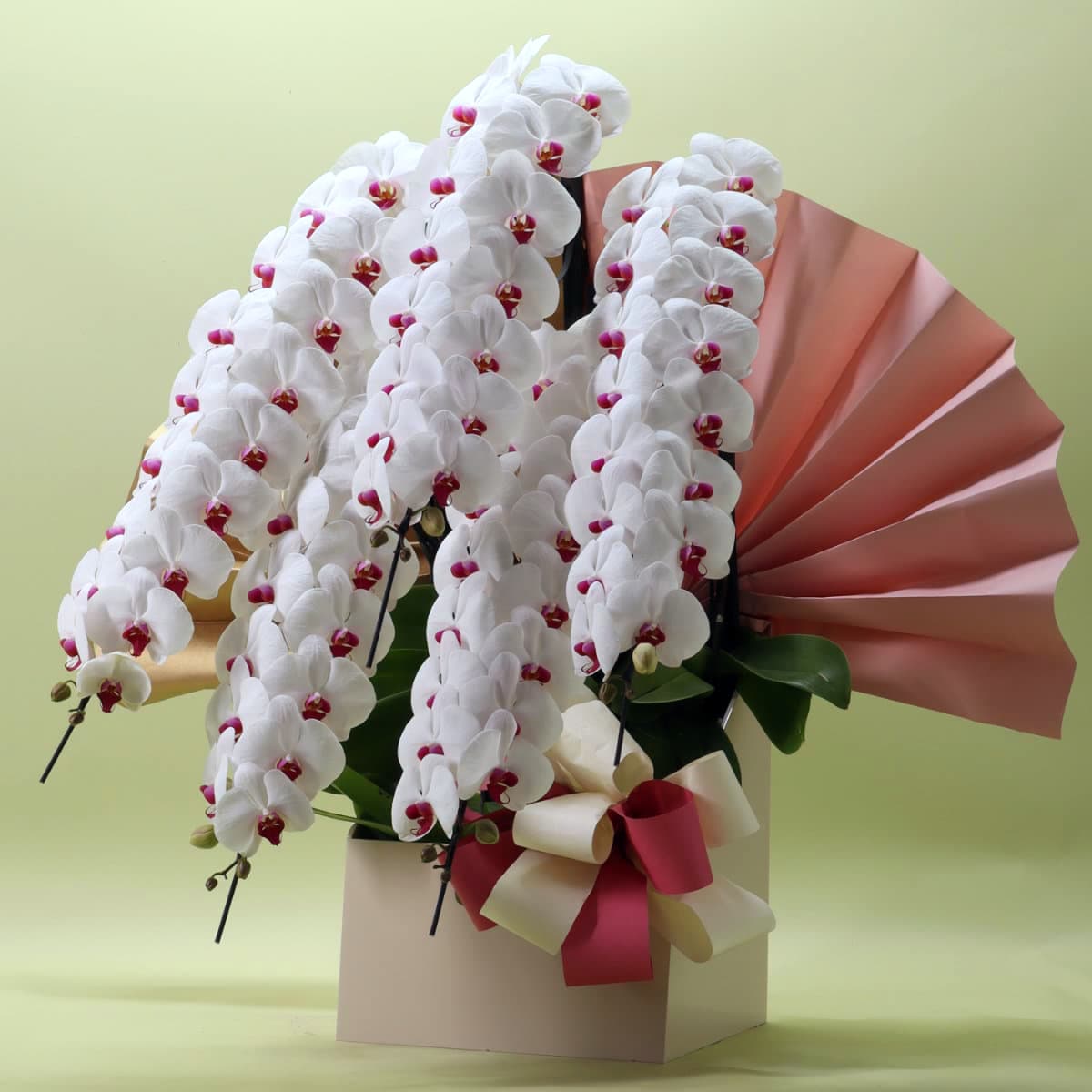 胡蝶蘭 5本立ち赤リップ75輪以上/紀州漆塗木製ラック  [000318]　