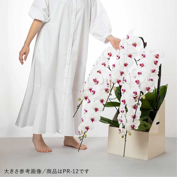 胡蝶蘭 5本立ち赤リップ75輪以上/紀州漆塗木製ラック  [000318]　