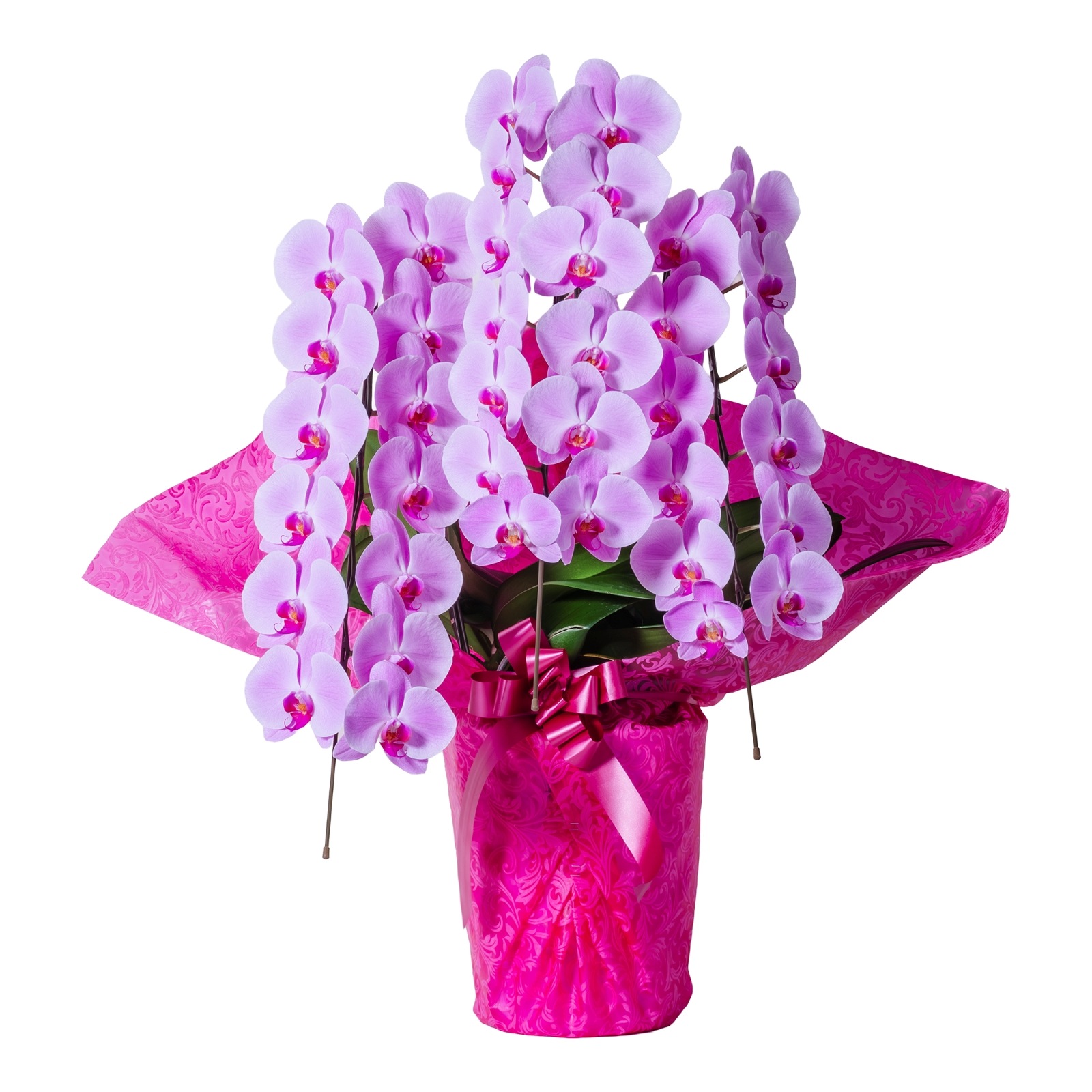 胡蝶蘭 3本立ちピンク30輪以上  [000806]　