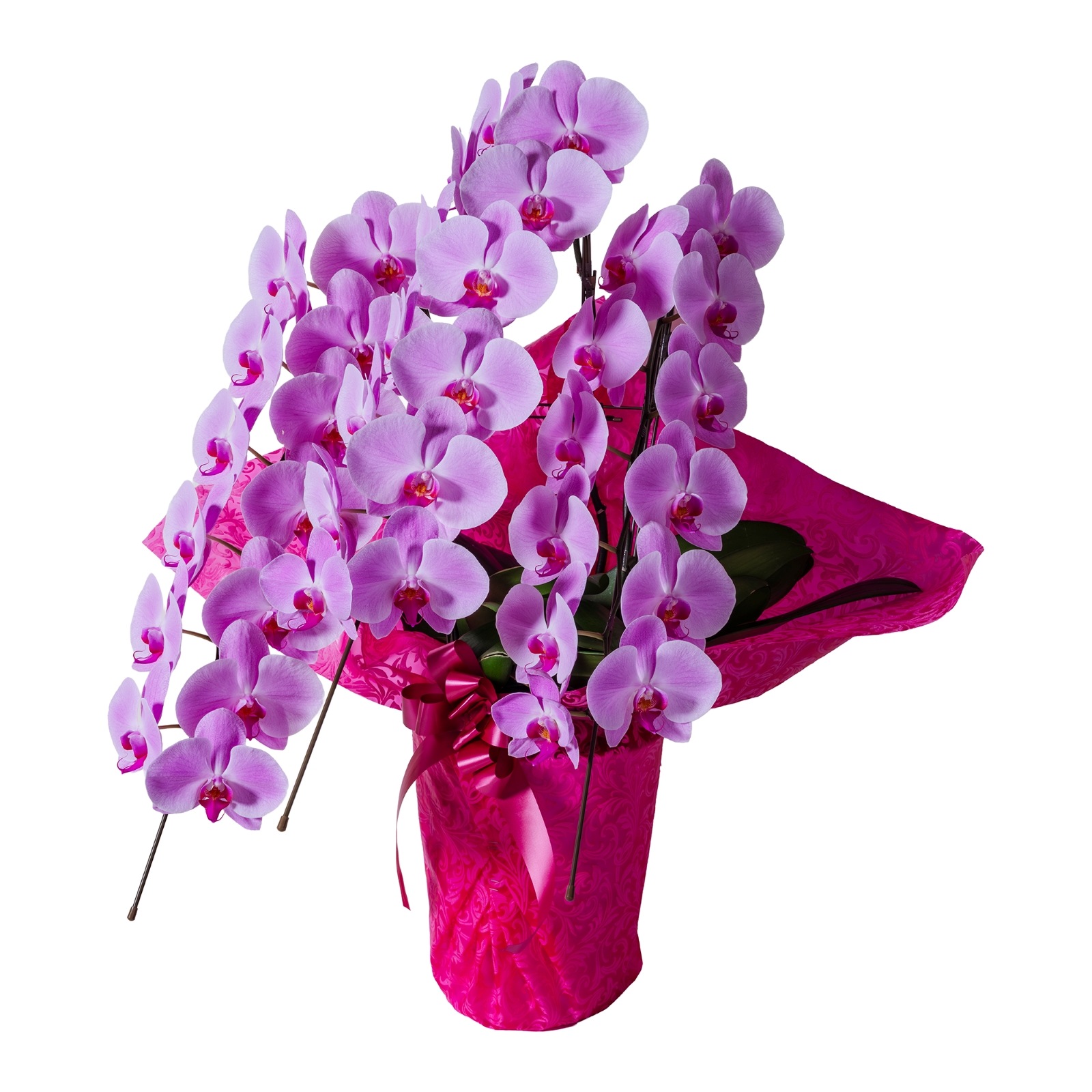 胡蝶蘭 3本立ちピンク30輪以上  [000806]　