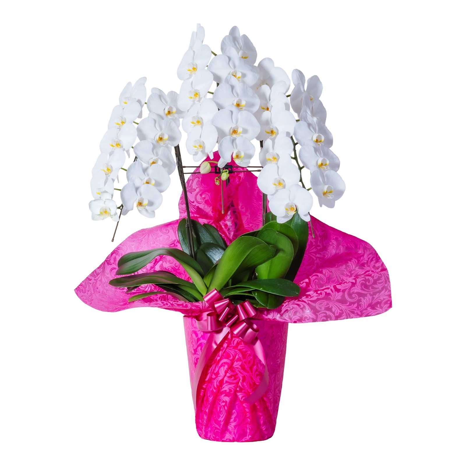 胡蝶蘭 3本立ち白33輪以上  [000807]　