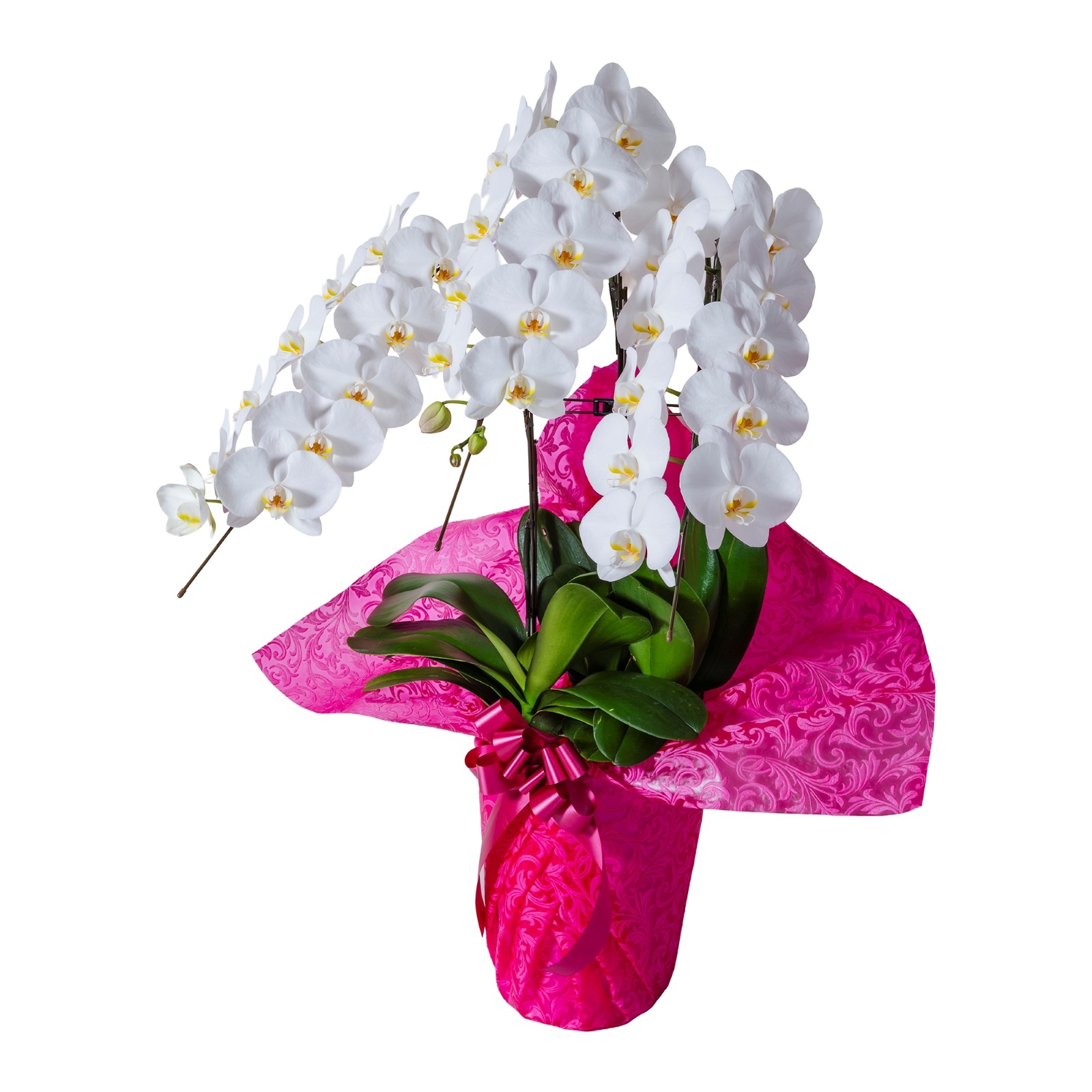 胡蝶蘭 3本立ち白33輪以上  [000807]　