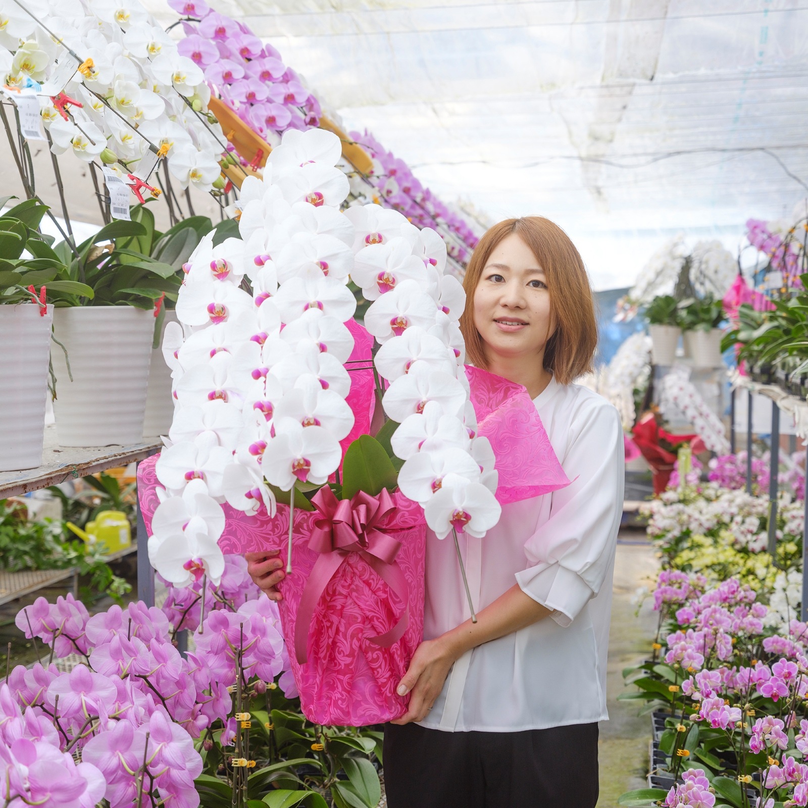 胡蝶蘭 3本立ち赤リップ33輪以上  [000808]　