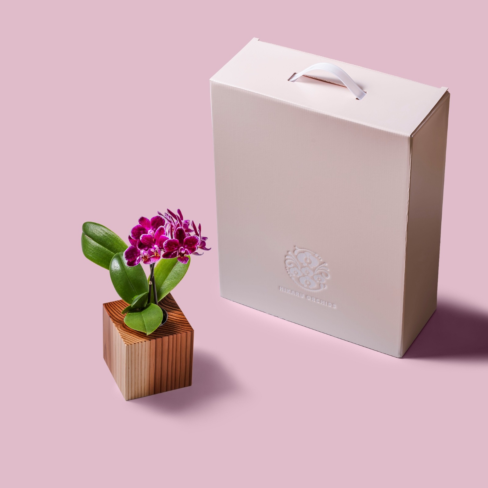 紫 小輪 胡蝶蘭 / ORCHID CUBE（オーキッドキューブ）[003705]
