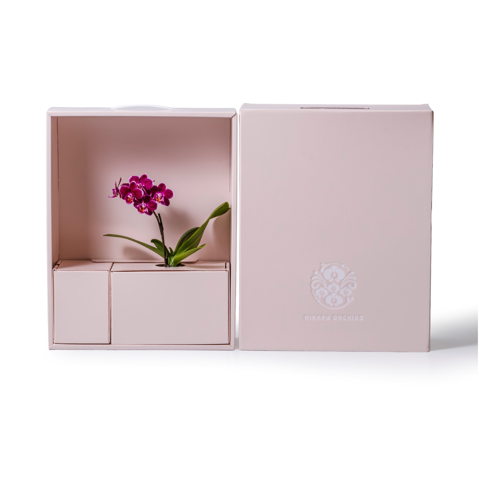 紫 小輪 胡蝶蘭 / ORCHID CUBE（オーキッドキューブ）[003705]