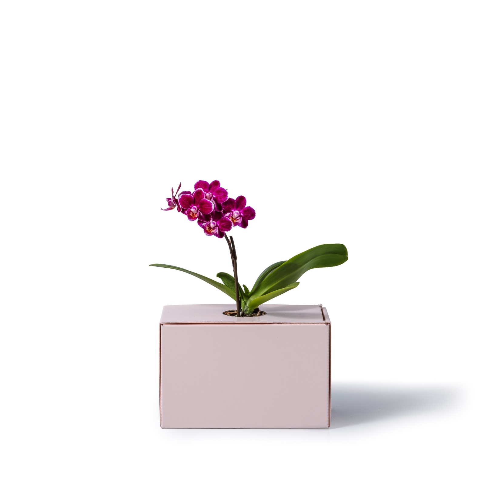 紫 小輪 胡蝶蘭 / ORCHID CUBE（オーキッドキューブ）[003705]