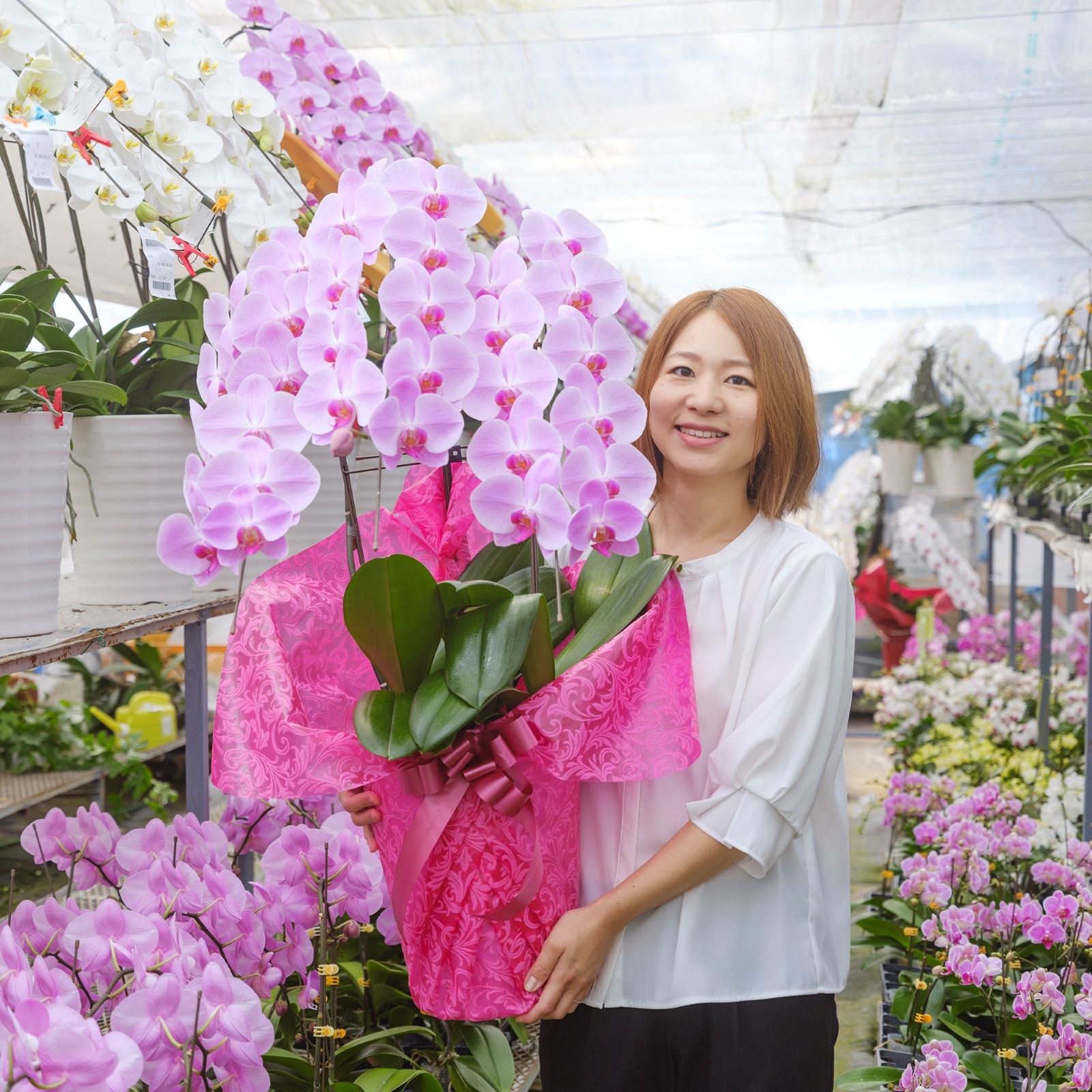 胡蝶蘭 3本立ちピンク33輪以上  [000809]　