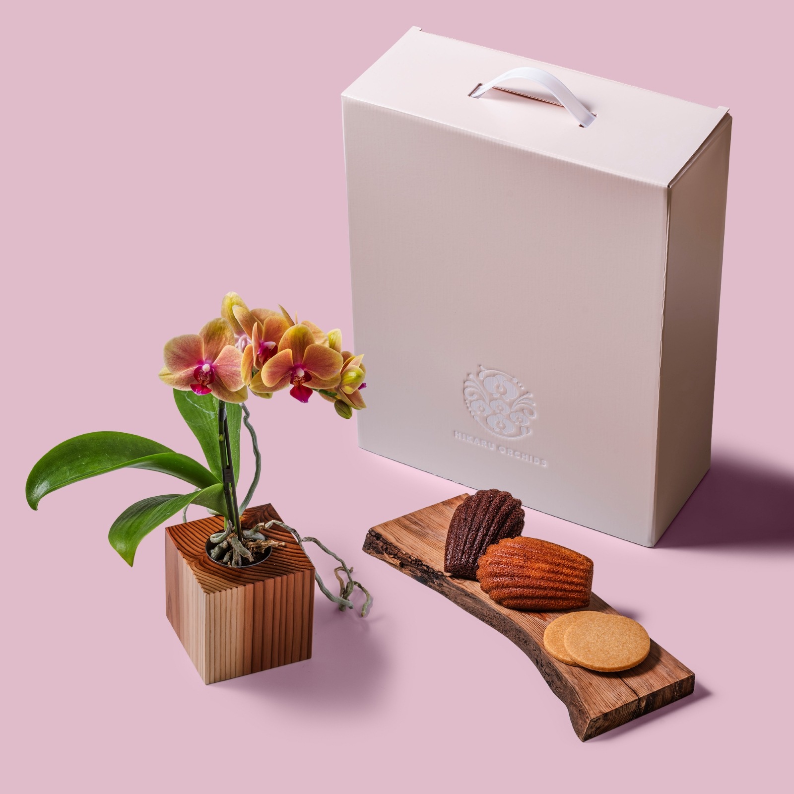 オレンジ 小輪 胡蝶蘭 / Gallery SIGMA. 焼き菓子セット / ORCHID CUBE SWEETS（オーキッドキューブスイーツ）[004703]