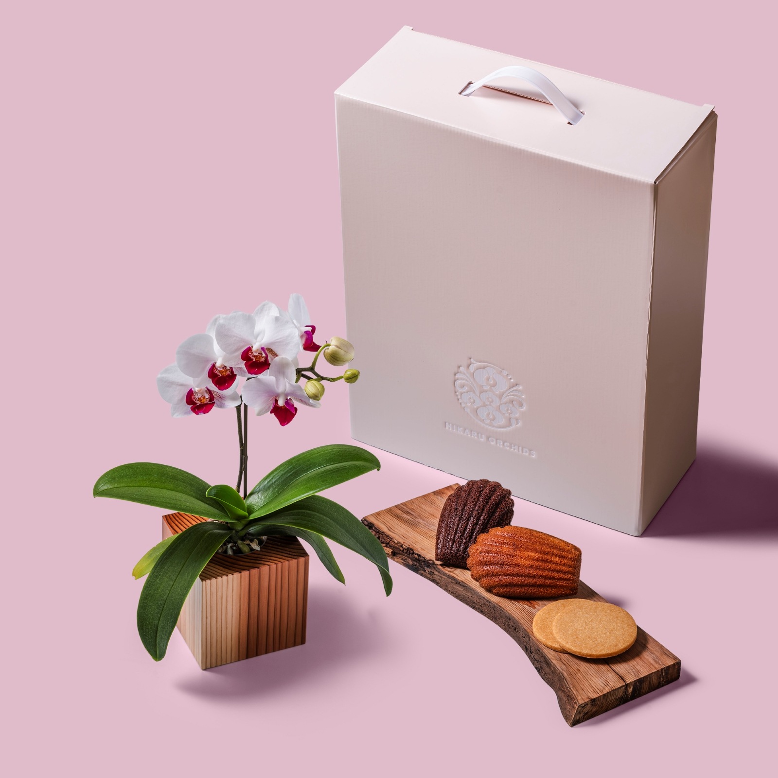 白赤 小輪 胡蝶蘭 / Gallery SIGMA. 焼き菓子セット / ORCHID CUBE SWEETS（オーキッドキューブスイーツ）[004704]