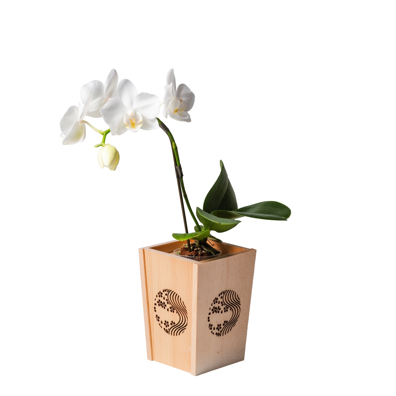 白 小輪 胡蝶蘭 / NENE 組子細工風 桜川（さくらがわ）[000701]