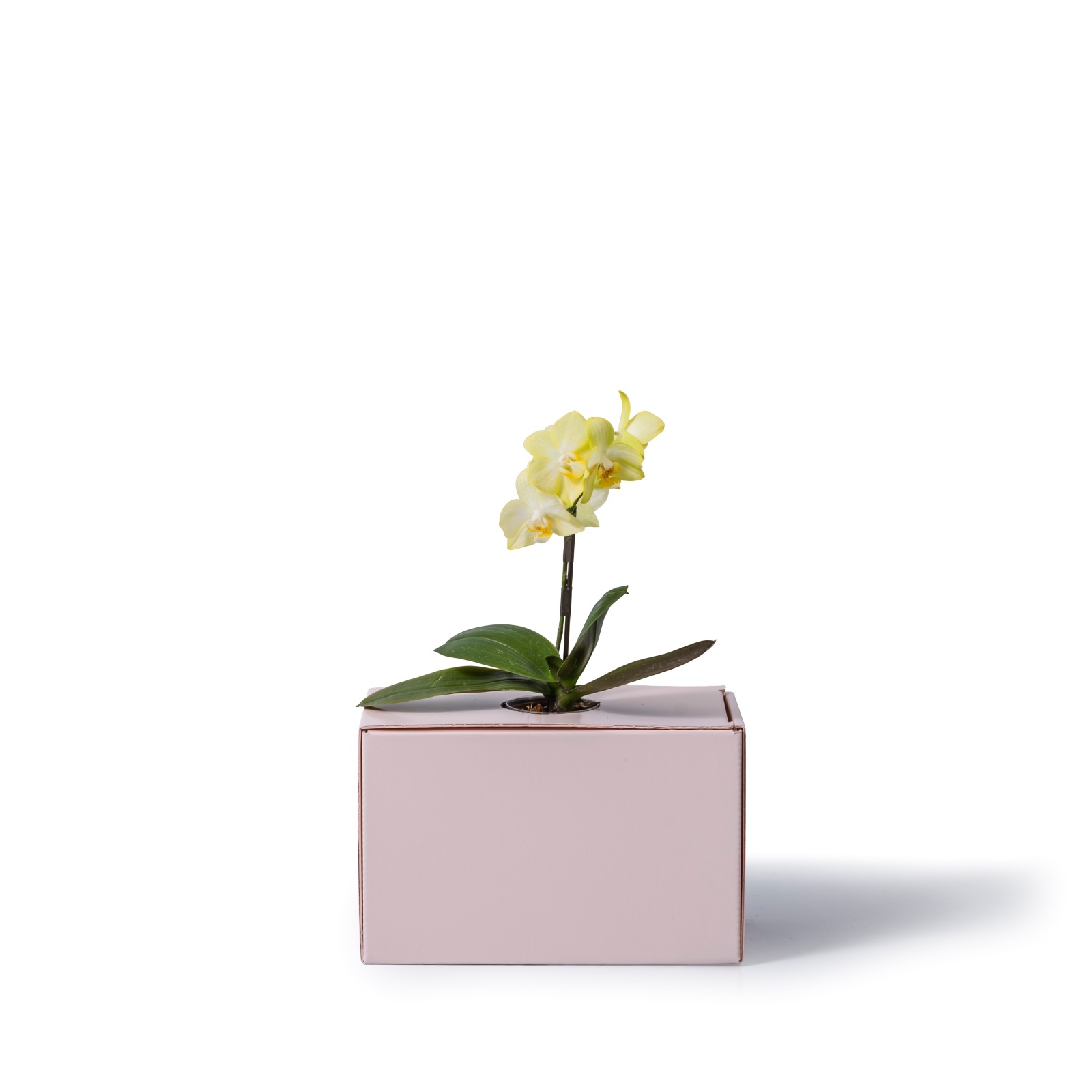 黄 小輪 胡蝶蘭 / NENE 組子細工風 桜川（さくらがわ）[000702]