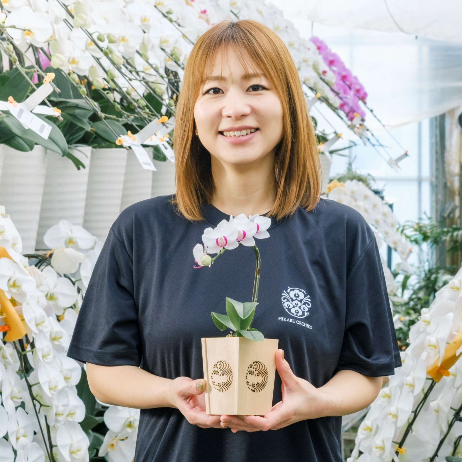 白赤 小輪 胡蝶蘭 / NENE 組子細工風 桜川（さくらがわ）[000704]