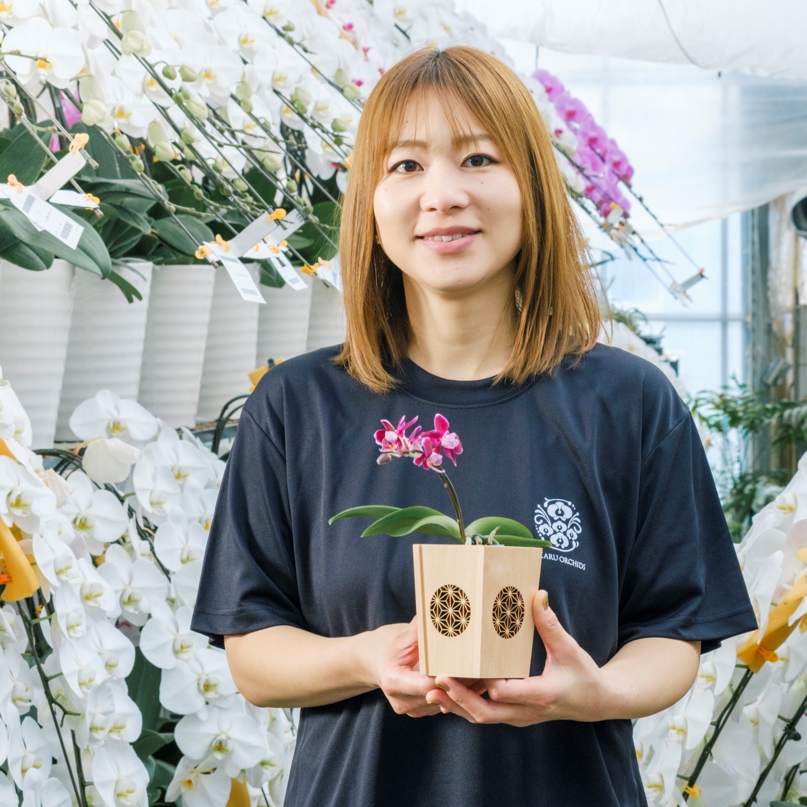 紫 小輪 胡蝶蘭 / NENE 組子細工風 麻の葉（あさのは）[000715]