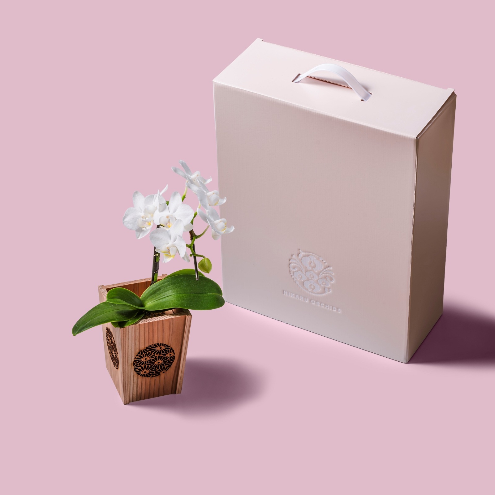 白 小輪 胡蝶蘭 / NENE 組子細工風 菊（きく）[000721]