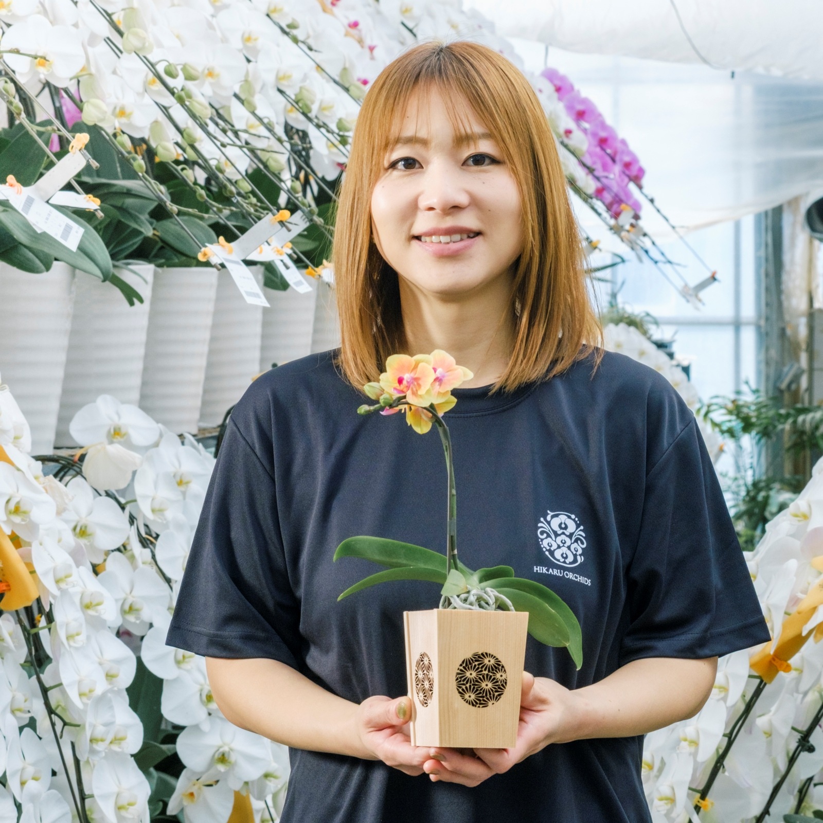 オレンジ 小輪 胡蝶蘭 / マル西製菓ぺんぎん一番堂 焼き菓子セット / NENE 組子細工風 菊（きく）[002723]