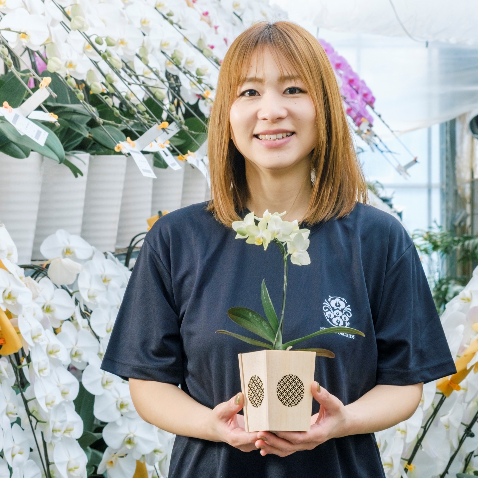 黄 小輪 胡蝶蘭 / マル西製菓ぺんぎん一番堂 焼き菓子セット / NENE 組子細工風 七宝（しっぽう）[002732]