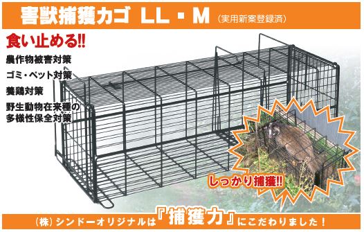 アフリカ便！高品質 イボイノシシ 成獣の頭骨（XLサイズ）※捕獲データ付 ☆即納☆ アフリカ便 迫力サイズ！ イボイノシシ 成獣の頭骨