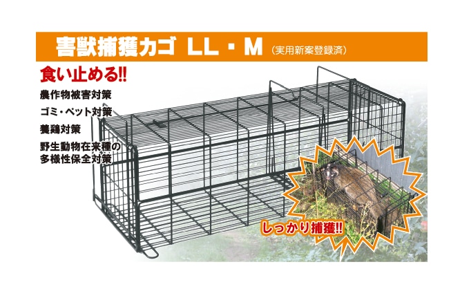 アフリカ便！高品質 イボイノシシ 成獣の頭骨（XLサイズ）※捕獲データ付 ☆即納☆ アフリカ便！高品質 イボイノシシ 成獣の頭骨（XL