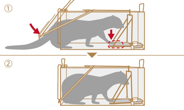 �ɹ��ȡ��ɥҥ륺��Dtype NO.305(�������ˡ��ʵ���̾���ݸ��780��Ƨ�ļ��˥֥�å���