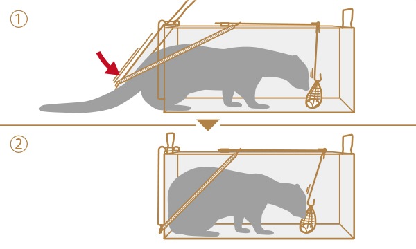 ɹȡɥҥ륺Dtype NO.403ʹˡʵ̾ʹ兩RB75֥å