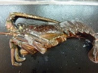 干物 ひもの まる 日本橋コレド室町店・巣鴨店