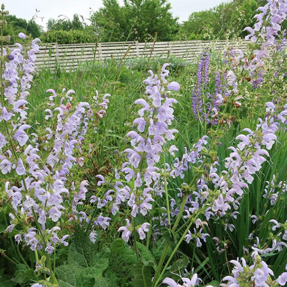 サルビア・スカイダンス(ポット苗) | 日野春ハーブガーデン