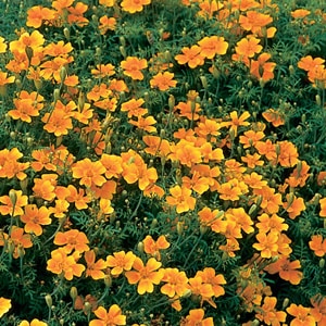 ミントマリーゴールド(ポット苗) | 日野春ハーブガーデン