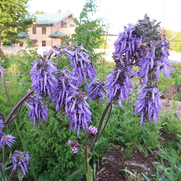 サルビア ヌタンス　苗 サルビア・ヌータンス(ポット苗) | 日野春ハーブガーデン